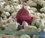Descartada suspeita de Influenza Aviária de Alta Patogenicidade em Santa Catarina