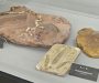 Exposição em Rio Negro possui fósseis de dinossauros; entrada é gratuita